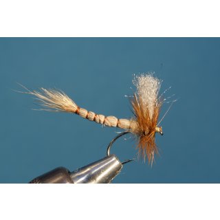 light brown mayfly with detached body