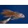 Streamerset Rehhaarkopfstreamer / Muddler 10 ohne Widerhaken