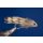 Streamerset Rehhaarkopfstreamer / Muddler 10 ohne Widerhaken
