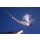Extended Body  Maifliegen 8 mit Widerhaken