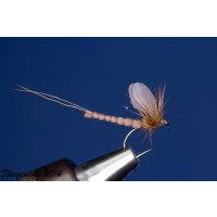 extended Body brown Dun barbless 10