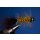 Wooley Bugger mit Kopfperle Amber Krystal 6 mit Widerhaken