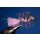 Wooley Bugger mit Kopfperle pink 8 ohne Widerhaken