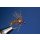 Holy Grail Nymphe braun 12 mit Widerhaken silber Tungsten