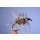 Griffith Gnat 16 ohne Widerhaken