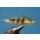 Little fish streamer - perch 6 Barbless