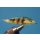 Little fish streamer - perch 10 barbed