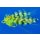 Chartreuse Bass Minnow Streamer 6 - ca. 50mm Fischmaske